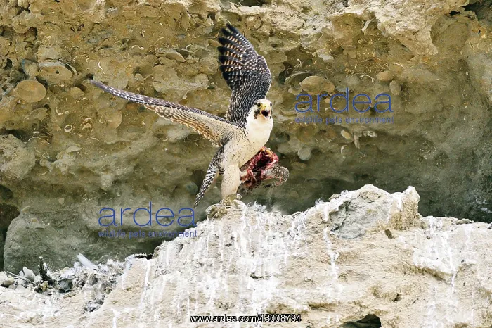 : Austral Peregrine Falcon : Austral Peregrine Falcon