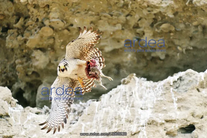 : Austral Peregrine Falcon : Austral Peregrine Falcon