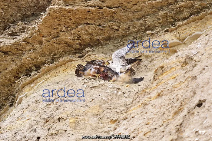 : Austral Peregrine Falcon : Austral Peregrine Falcon