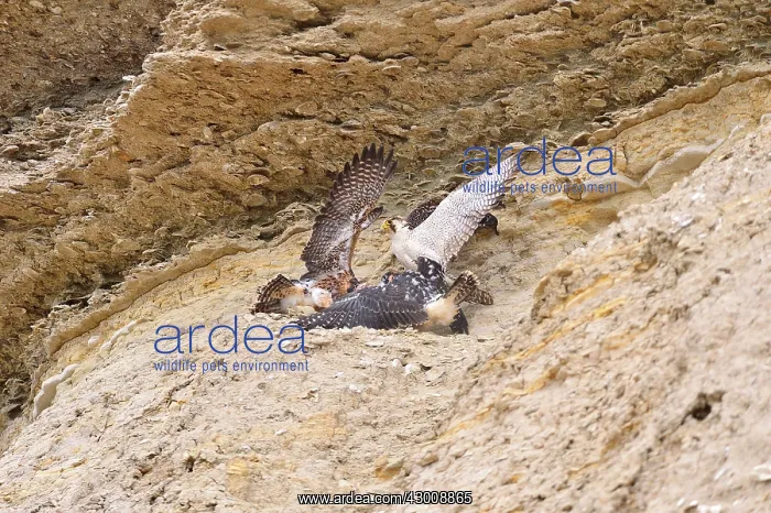 : Austral Peregrine Falcon : Austral Peregrine Falcon