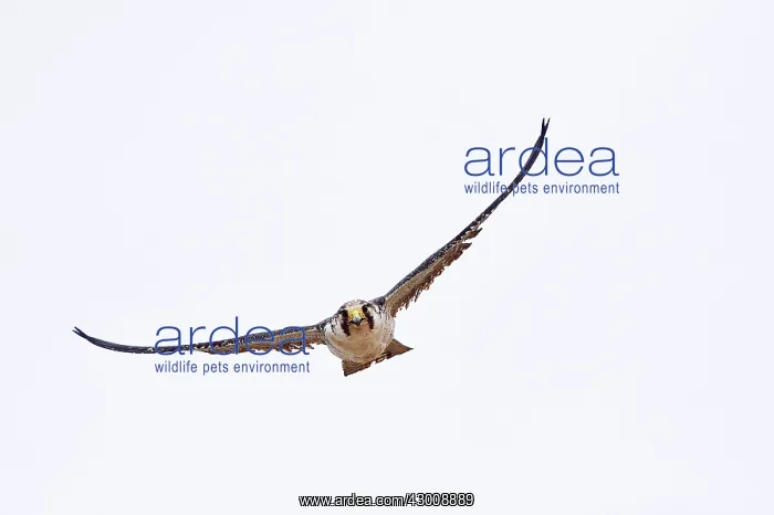 : Austral Peregrine Falcon : Austral Peregrine Falcon