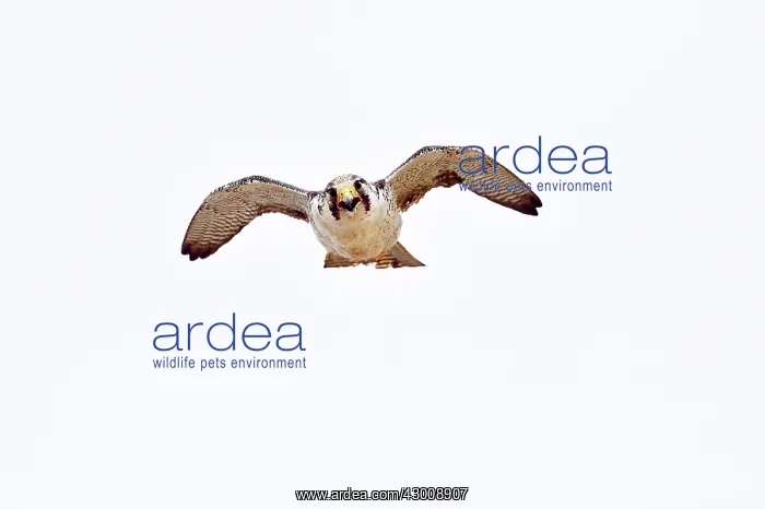 : Austral Peregrine Falcon : Austral Peregrine Falcon