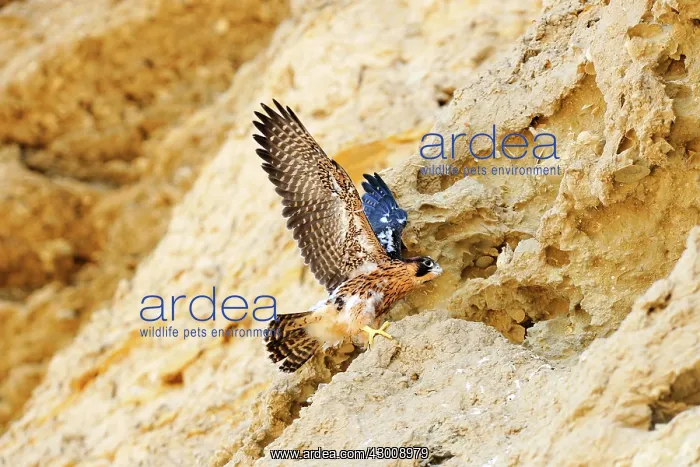 : Austral Peregrine Falcon : Austral Peregrine Falcon