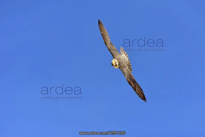 : Austral Peregrine Falcon - adult female in flight : Austral Peregrine Falcon - adult female in flight