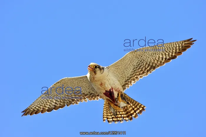 : Austral Peregrine Falcon - adult female in flight : Austral Peregrine Falcon - adult female in flight