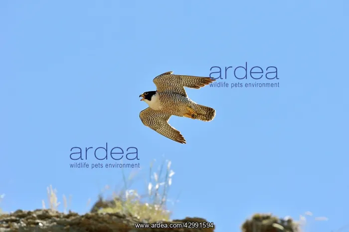 : Austral Peregrine Falcon - adult male calling in flight : Austral Peregrine Falcon - adult male calling in flight