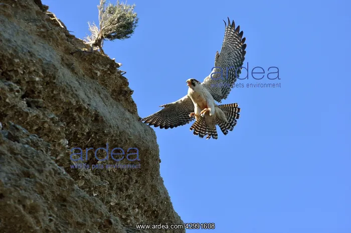 : Austral Peregrine Falcon - adult male calling in flight : Austral Peregrine Falcon - adult male calling in flight