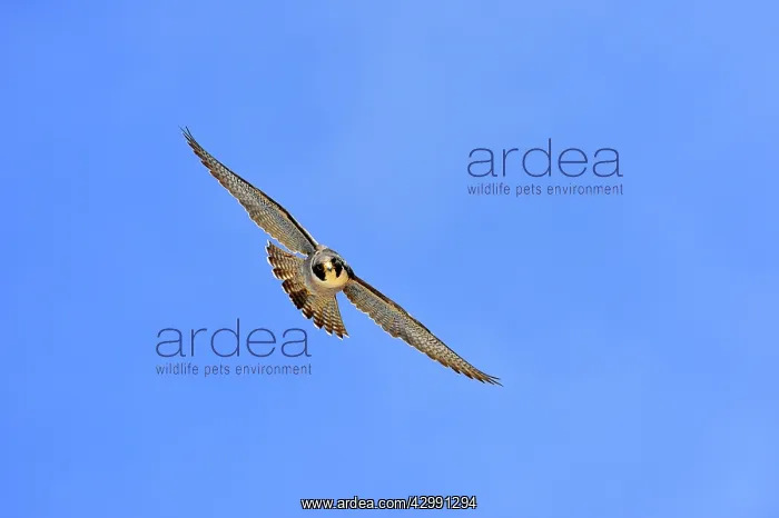 : Austral Peregrine Falcon - adult male in flight : Austral Peregrine Falcon - adult male in flight