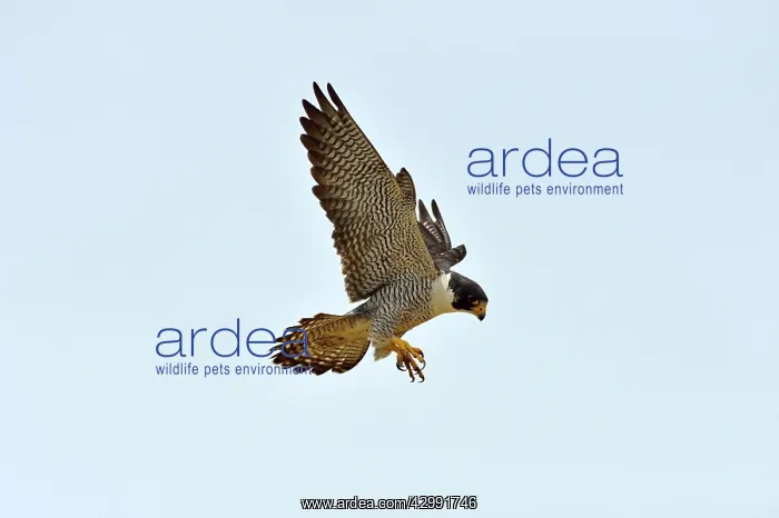 : Austral Peregrine Falcon - adult male in flight : Austral Peregrine Falcon - adult male in flight