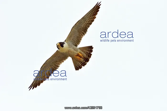 : Austral Peregrine Falcon - adult male in flight : Austral Peregrine Falcon - adult male in flight