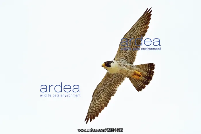 : Austral Peregrine Falcon - adult male in flight : Austral Peregrine Falcon - adult male in flight
