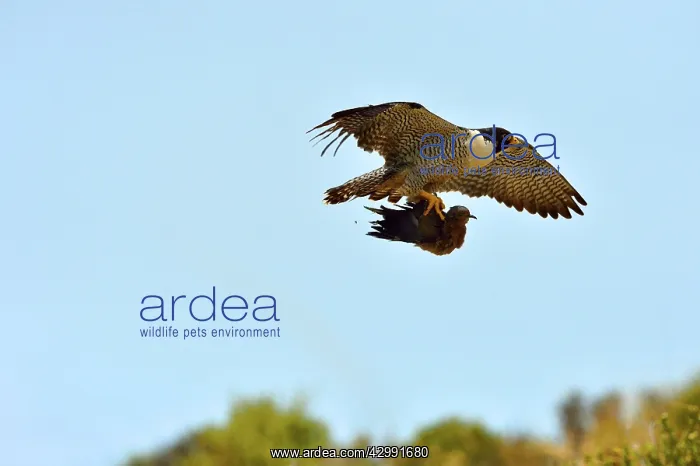 : Austral Peregrine Falcon - adult male in flight with prey : Austral Peregrine Falcon - adult male in flight with prey