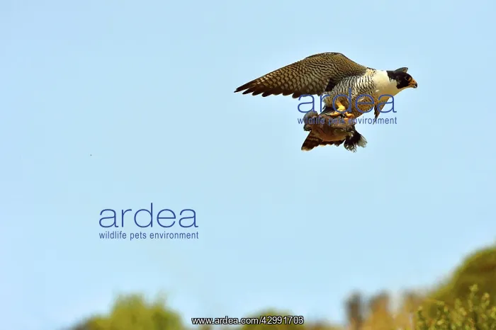 : Austral Peregrine Falcon - adult male in flight with prey : Austral Peregrine Falcon - adult male in flight with prey