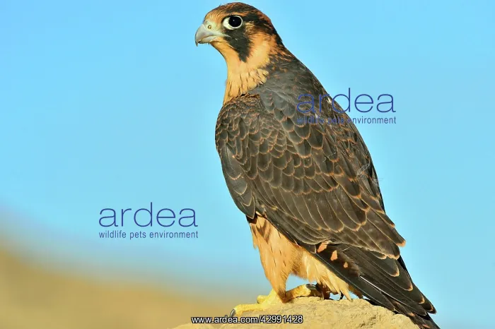 : Austral Peregrine Falcon - young : Austral Peregrine Falcon - young