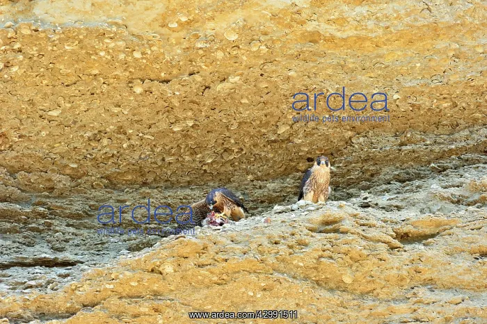 : Austral Peregrine Falcon - young feeding at nest : Austral Peregrine Falcon - young feeding at nest