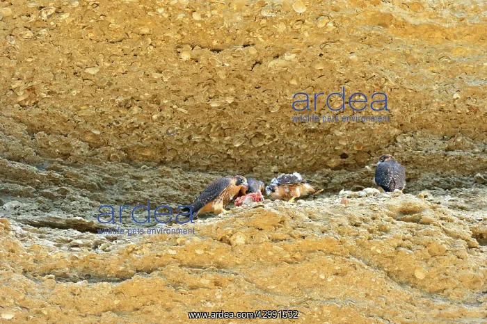 : Austral Peregrine Falcon - young feeding at nest : Austral Peregrine Falcon - young feeding at nest