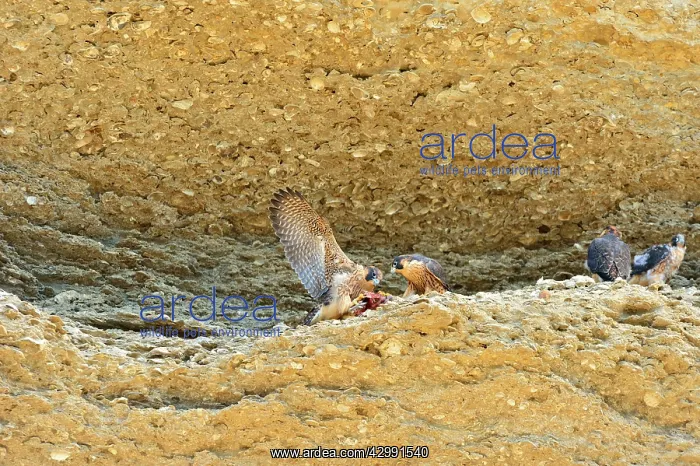 : Austral Peregrine Falcon - young feeding at nest : Austral Peregrine Falcon - young feeding at nest