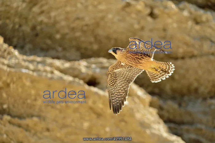 : Austral Peregrine Falcon - young in flight : Austral Peregrine Falcon - young in flight