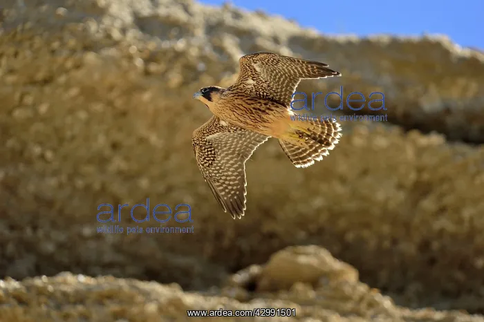 : Austral Peregrine Falcon - young in flight : Austral Peregrine Falcon - young in flight