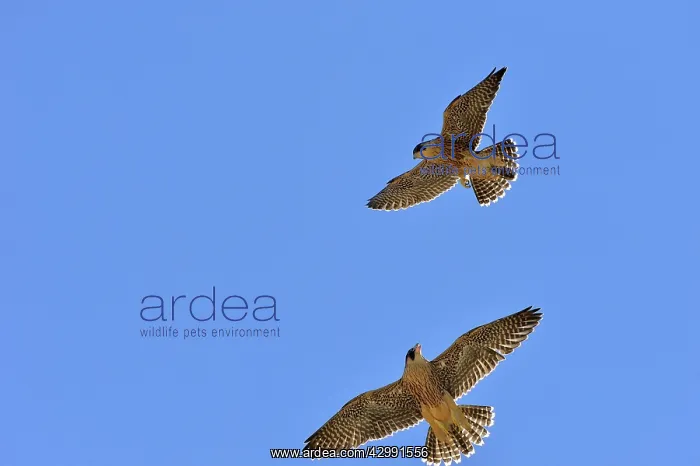 : Austral Peregrine Falcon - young in flight : Austral Peregrine Falcon - young in flight