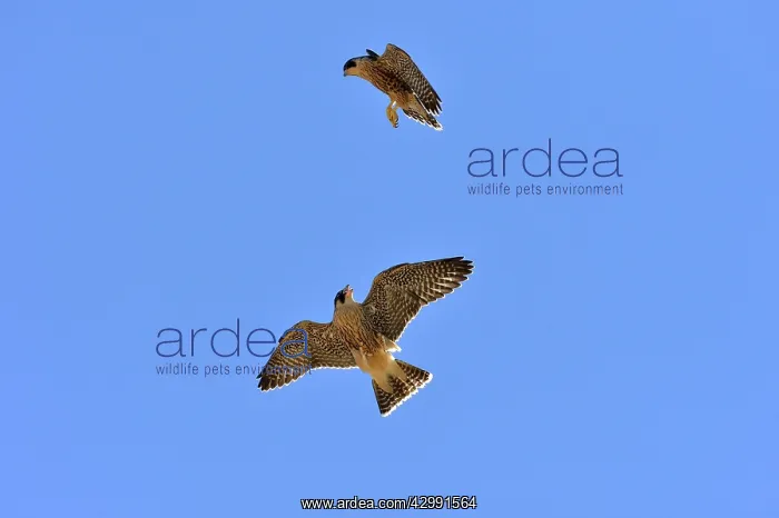 : Austral Peregrine Falcon - young in flight : Austral Peregrine Falcon - young in flight