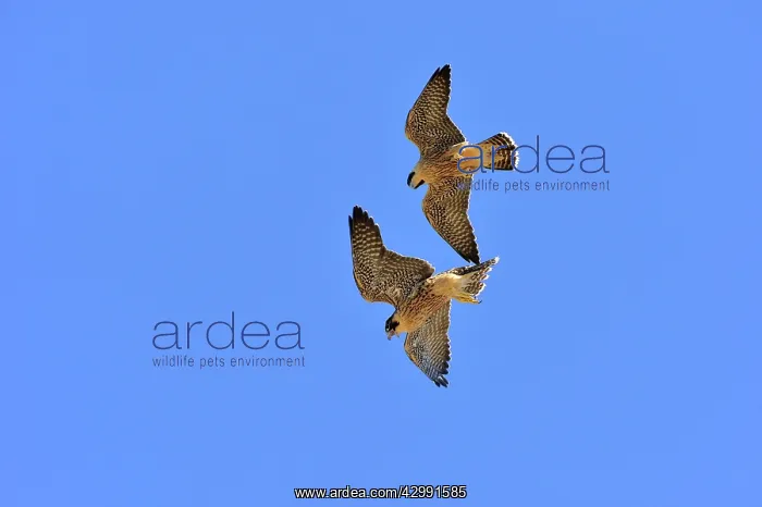 : Austral Peregrine Falcon - young in flight : Austral Peregrine Falcon - young in flight