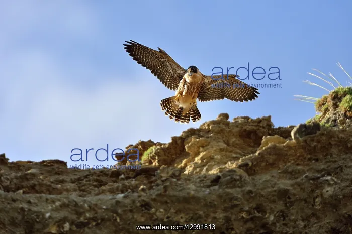 : Austral Peregrine Falcon - young in flight : Austral Peregrine Falcon - young in flight