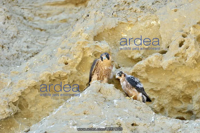 : Austral Peregrine Falcon - young at nest on cliff face : Austral Peregrine Falcon - young at nest on cliff face