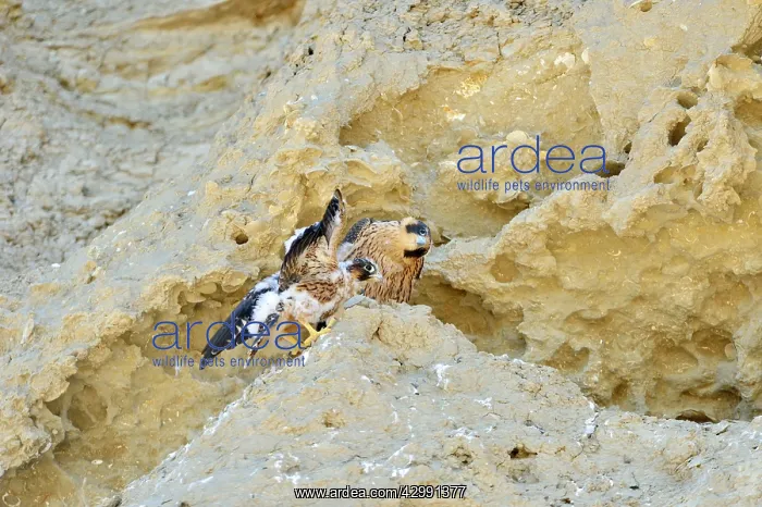 : Austral Peregrine Falcon - young at nest on cliff face : Austral Peregrine Falcon - young at nest on cliff face