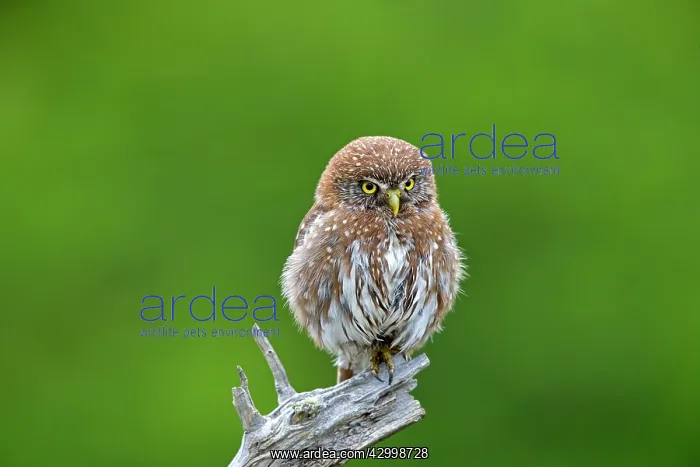 : Austral Pygmy Owl : Austral Pygmy Owl