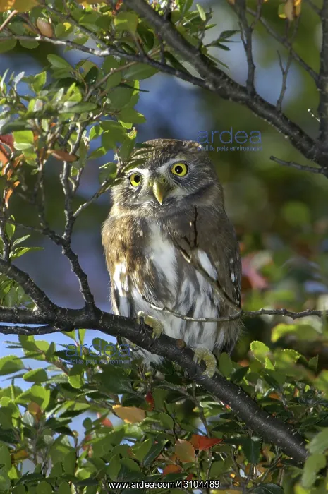 : Austral Pygmy Owl : Austral Pygmy Owl