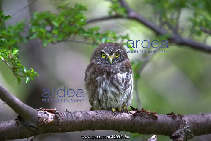 : Austral Pygmy Owl perched : Austral Pygmy Owl perched
