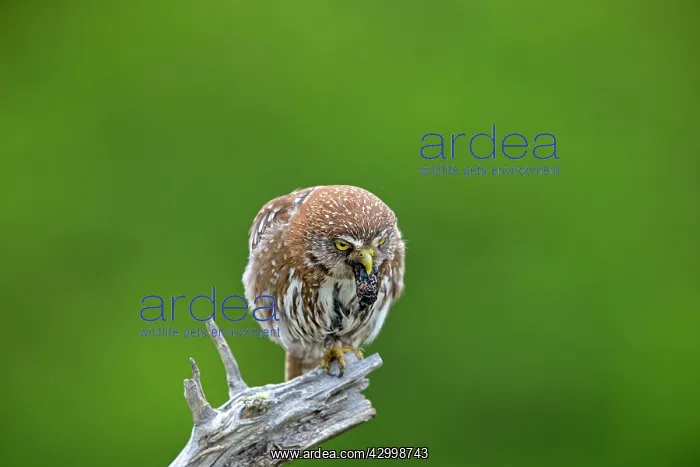 : Austral Pygmy Owl regurgitating insects food : Austral Pygmy Owl regurgitating insects food