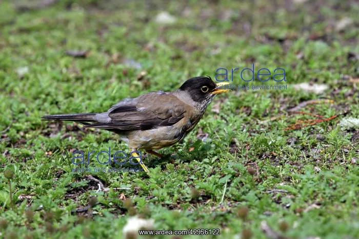 : Austral Thrush : Austral Thrush