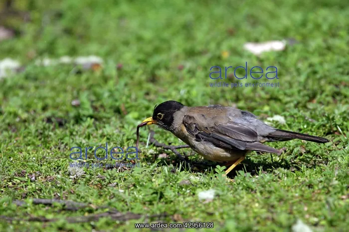 : Austral Thrush : Austral Thrush