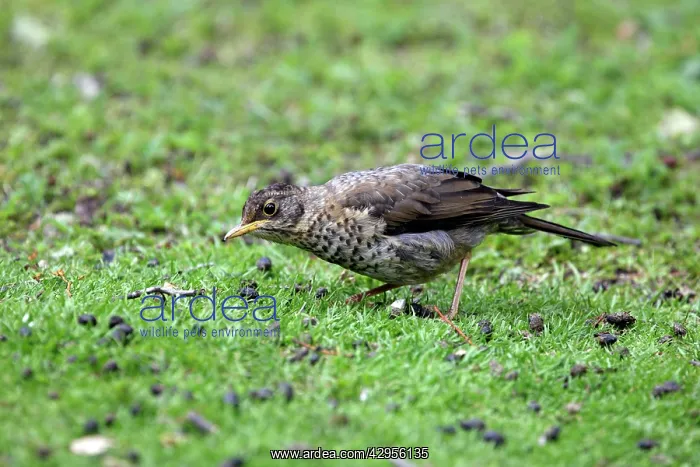 : Austral Thrush : Austral Thrush