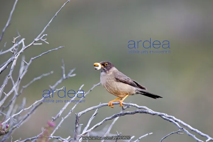 : Austral Thrush with food in beak : Austral Thrush with food in beak