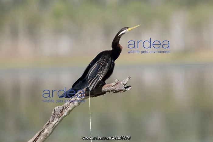 : Australasian / Australian Darter : Australasian / Australian Darter