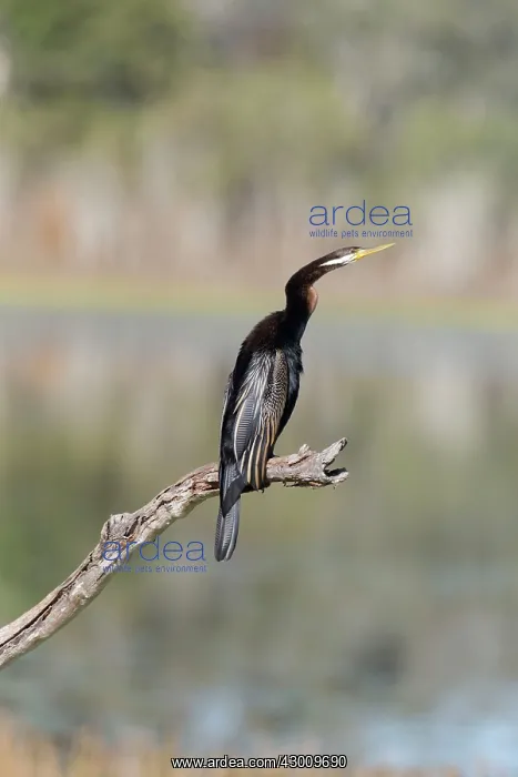 : Australasian / Australian Darter : Australasian / Australian Darter