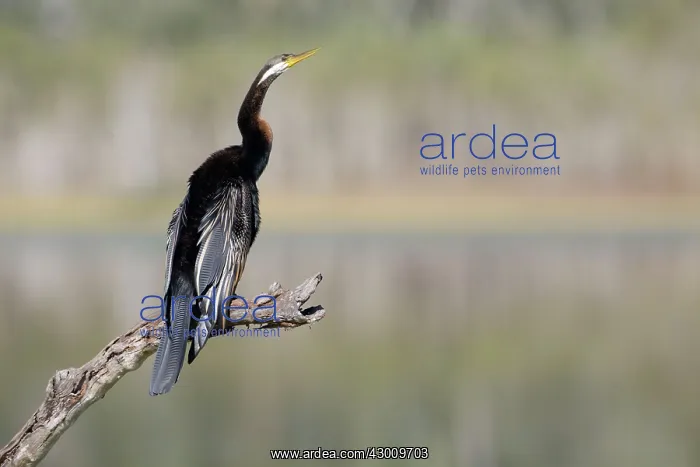 : Australasian / Australian Darter : Australasian / Australian Darter