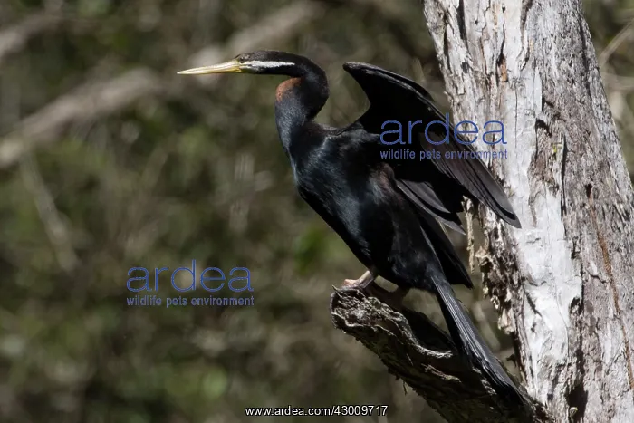 : Australasian / Australian Darter : Australasian / Australian Darter