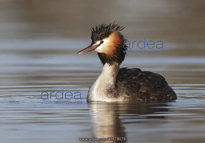 : Australasian Crested Grebe (Podiceps cristatus australis) : Australasian Crested Grebe (Podiceps cristatus australis)