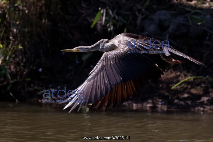 : Australasian Darter Flying across a pool near a floodpl : Australasian Darter Flying across a pool near a floodpl