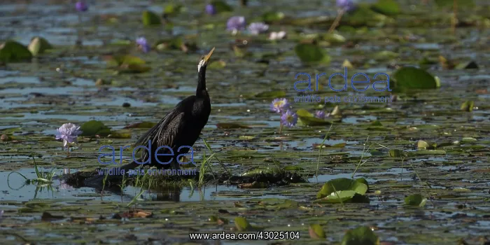 : Australasian Darter perched In a billabong Peppimenar : Australasian Darter perched In a billabong Peppimenar