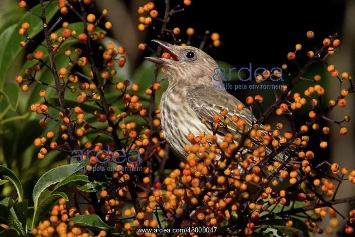 : Australasian Figbird : Australasian Figbird
