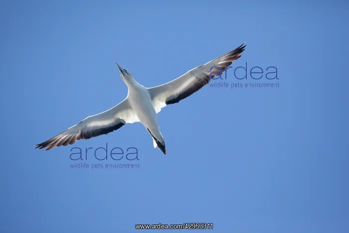 : Australasian Gannet : Australasian Gannet