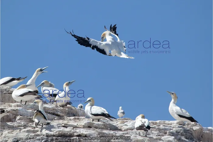 : Australasian Gannet : Australasian Gannet