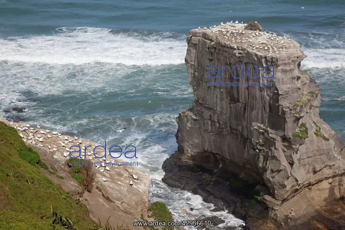 : Australasian Gannet - colonies offshore and onshore : Australasian Gannet - colonies offshore and onshore