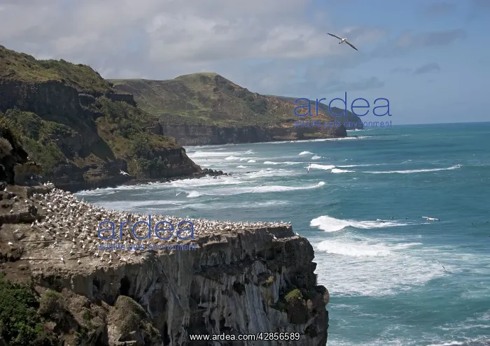 : Australasian Gannet colony at Muriwai Beach : Australasian Gannet colony at Muriwai Beach
