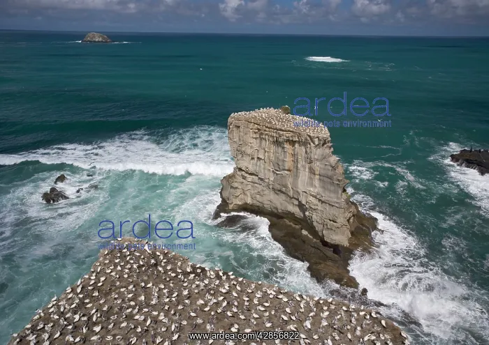 : Australasian Gannet colony at Muriwai Beach : Australasian Gannet colony at Muriwai Beach